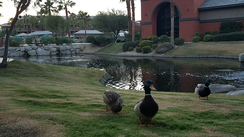ducks joined the Indio vacation