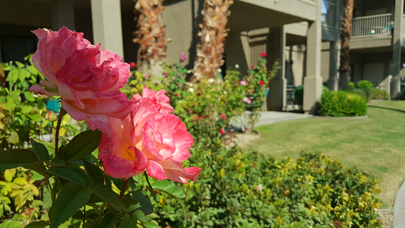 A rose garden adds color to an Indio vacation