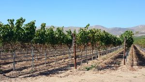 Vineyards in the Santa Maria Valley